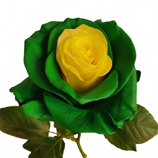 Leprechaun Rose