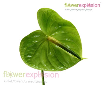 Green Anthurium