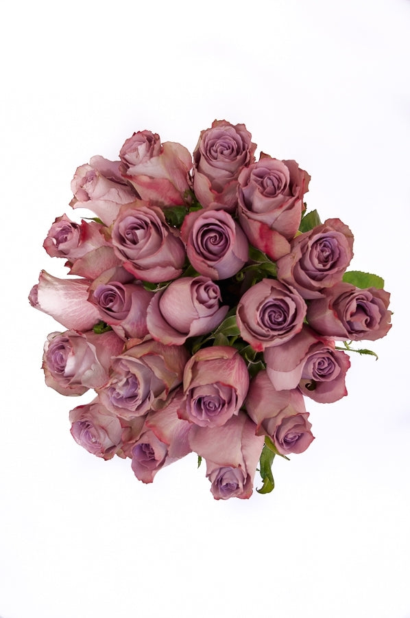 Grey Knights Lavender Roses