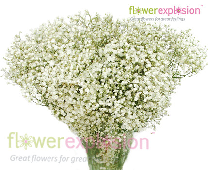 Gypsophila  Buy online wholesale flowers & wedding flowers