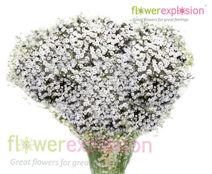 Gypsophila Cosmic Flowers Bulk Pack - Wholesale - Blooms By The Box