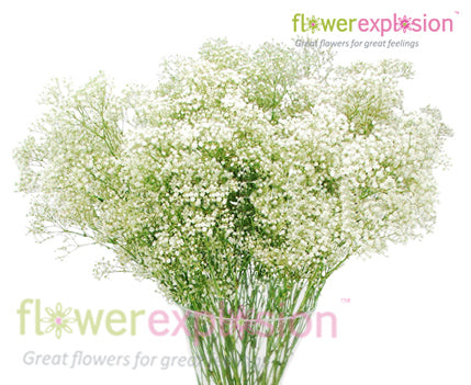Gypsophila Excellence Flowers - Wholesale - Blooms By The Box