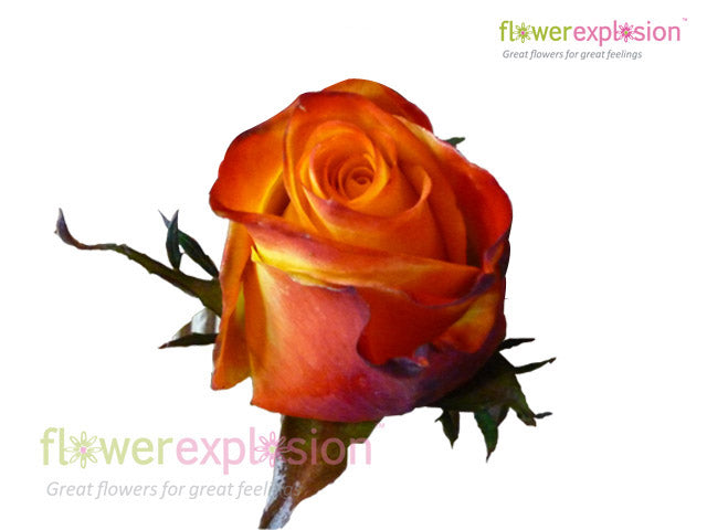 Helio Yellow & Red Rose Flowers Wholesale Online @ Flower Explosion