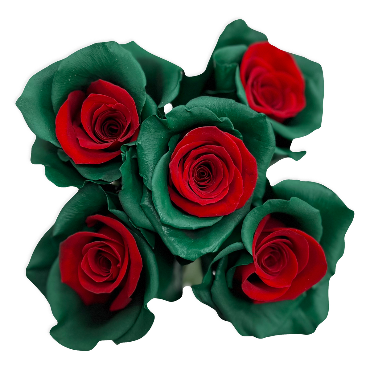 Christmas Time Bicolor Red Green Roses - Flower Explosion