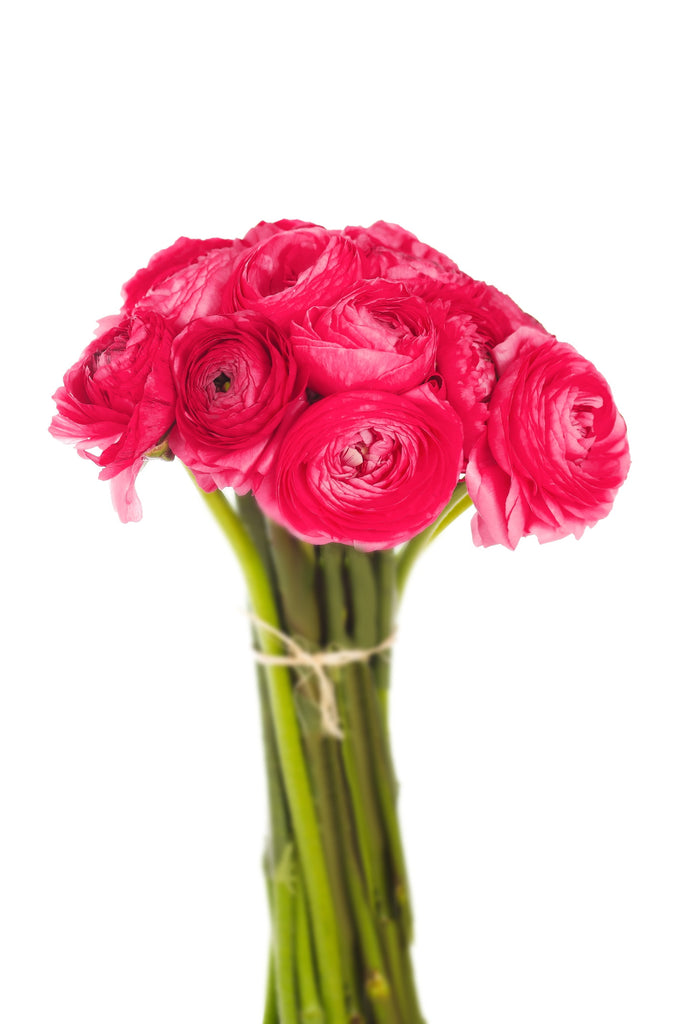 Hot Pink Ranunculus
