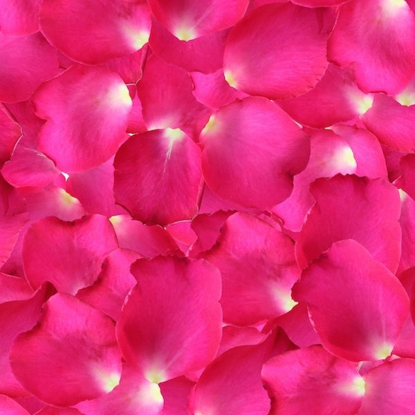 Rose petals in Miami Beach, FL