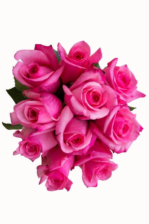 Hot Pink Roses - Next Day Delivery