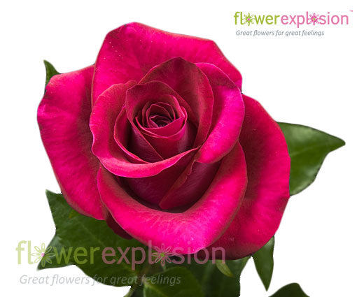 Hot Lady Pink Rose