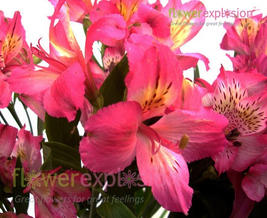 Hot Pink Alstroemerias
