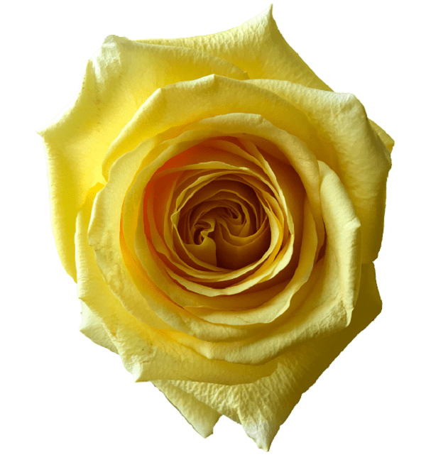 Hummer Yellow Rose - Flower Explosion | Online Flowers