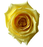 Hummer Rose
