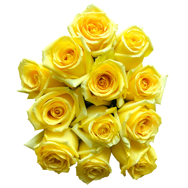 Hummer Yellow Roses