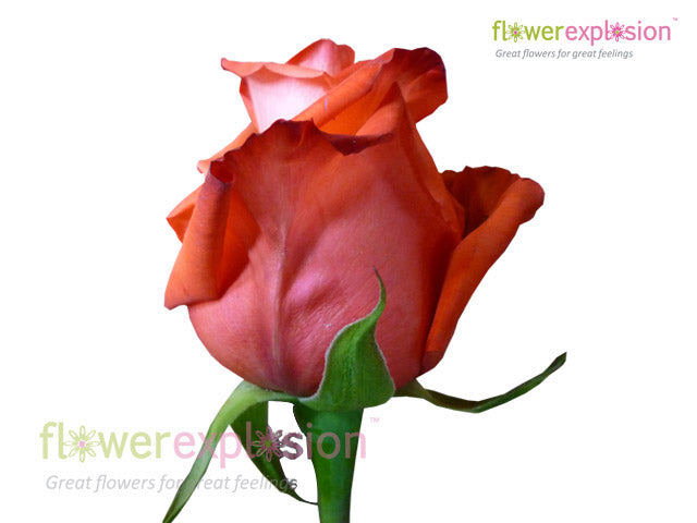 Impulse Salmon Orange Rose Wedding Bouquet Arrangements Wholesale ...