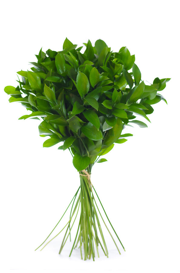 Ruscus - Israeli Ruscus Greenery - Flower Explosion