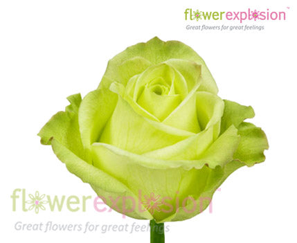Jade Green Rose | Bulk Green Roses | Roses for Weddings – Flower Explosion