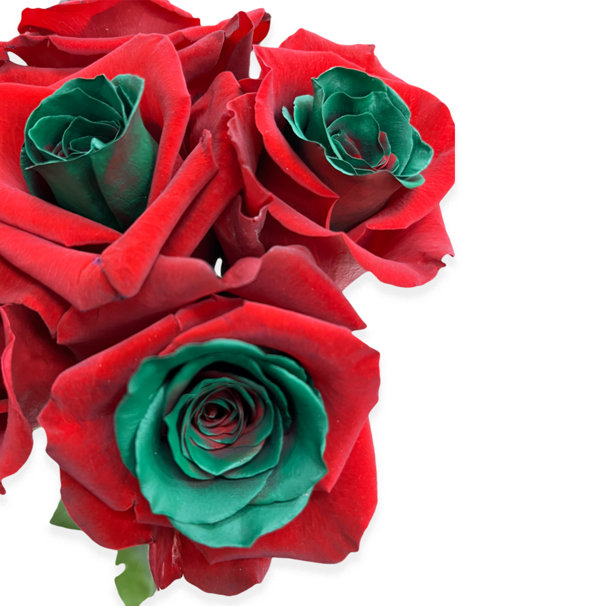 Jolly Elf Green Center Red Petal Roses - Flower Explosion