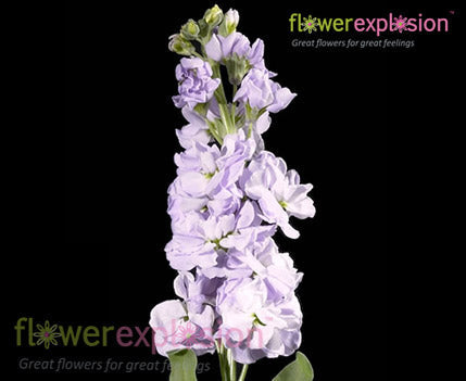 Lavender Stock