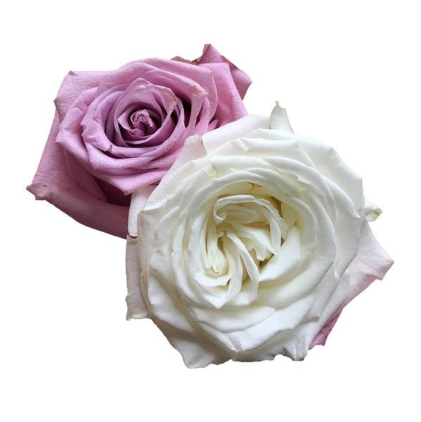 Carnation Wedding Assortment, 100/100 Stems - White, Lavender