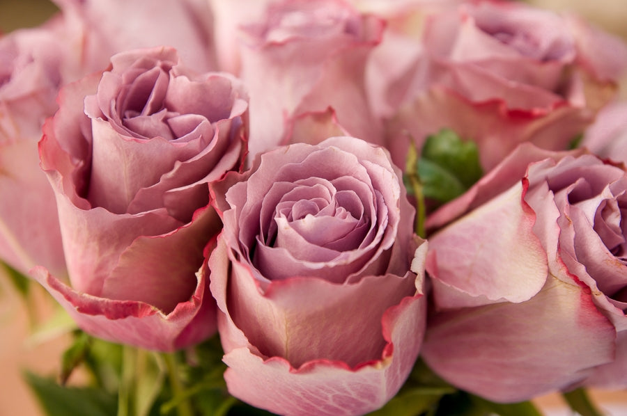 Grey Red Roses Grey And Pink Roses