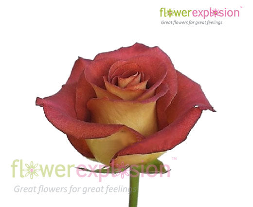 Leonidas Rose | Terracotta & Cream Rose | Fresh Rose – Flower Explosion