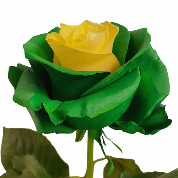 Yellow Green Rose