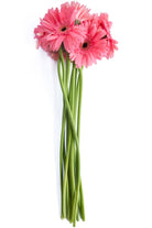 Light Pink Gerbers