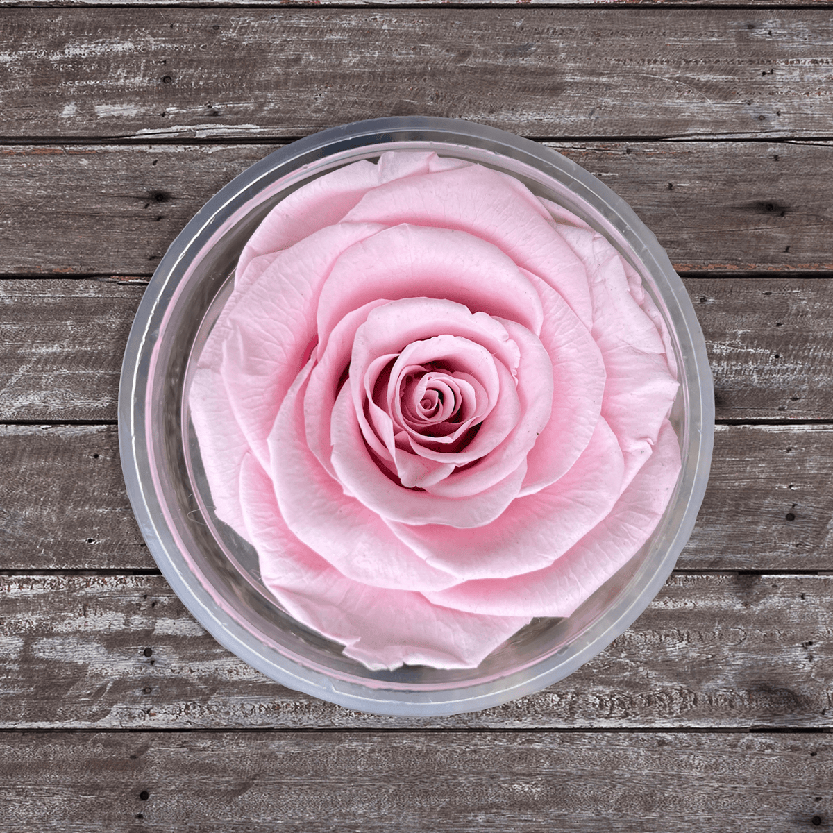 Light Pink Preserved Roses – Flower Explosion