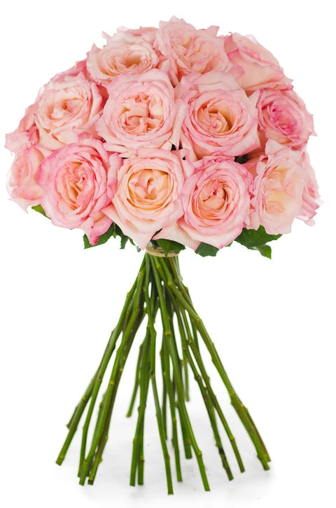 Blush roses for sale - Blush colored roses - Flower Explosion