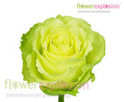Limbo Green Rose