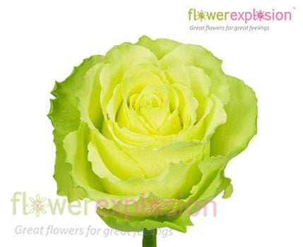 Limbo Green Rose