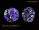 Lisianthus Blue