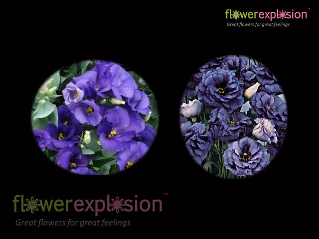 Lisianthus Blue