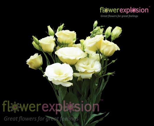 Lisianthus Double Cream / Yellow
