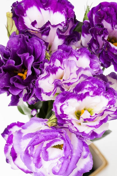 lavender lisianthus flower Lisianthus Rim Lavender