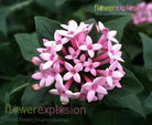 Lavender Bouvardia