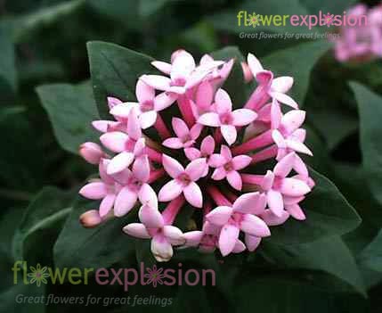 Lavender Bouvardia