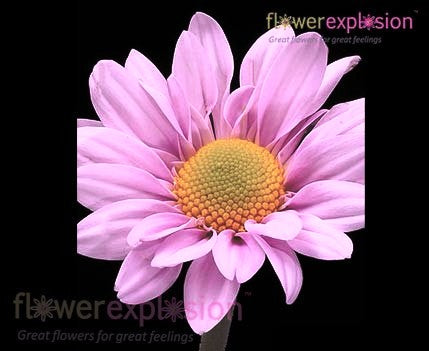 Silver Daisy  Pink – Pigment