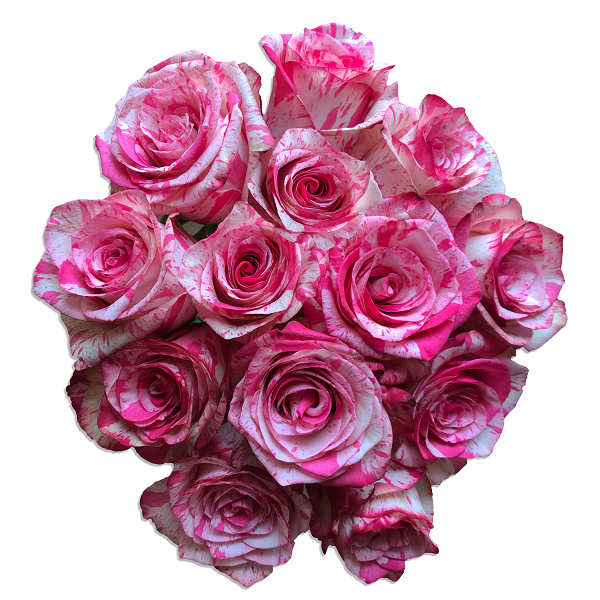 Pink Magic Roses Magic Times - Unique Bicolor Roses | Flower Explosion Online