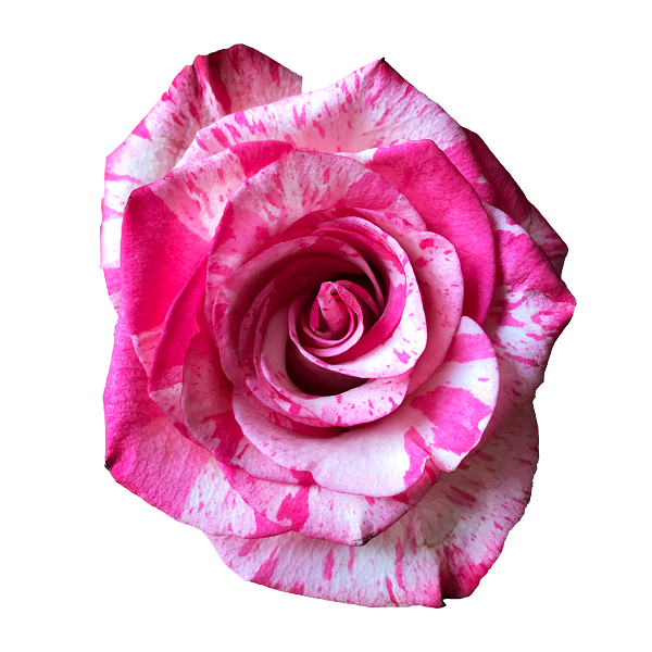 Pink and White Stripes Rose
