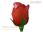 Manitou Orange Rose