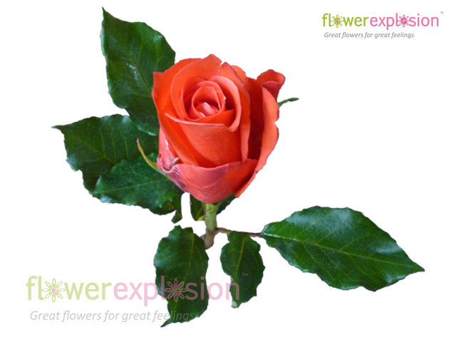 Manitou Orange Rose