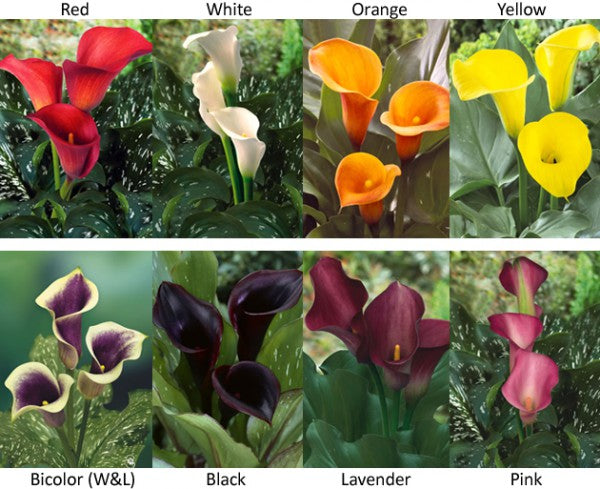 Mini Calla Colors