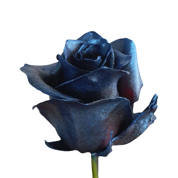 Metallic Blue Roses - Unique Online Roses | Flower Explosion