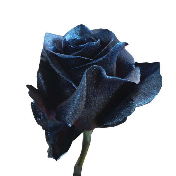 Metallic Blue Roses - Unique Online Roses | Flower Explosion
