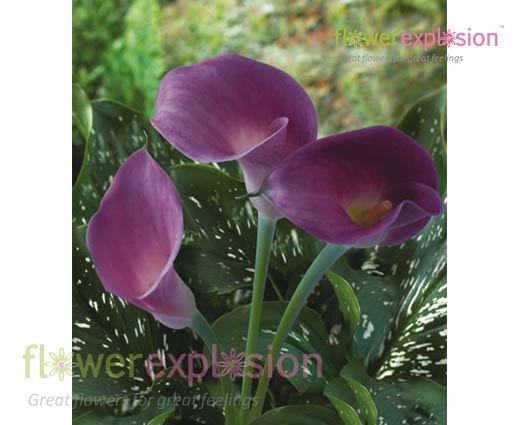 calla lily flower purple Lavender Purple Mini Calla Lily Flower Bouquet WHolesale Online @ Flower Explosion
