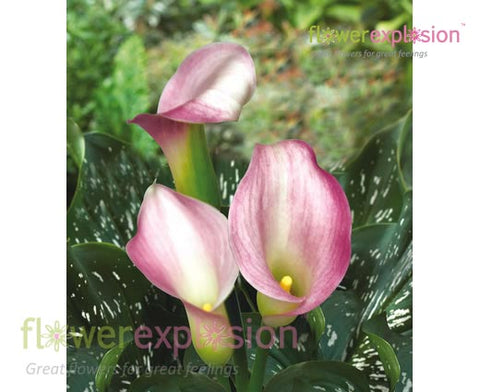 Mini Calla Mini calla lilies - Mini calla lily bouquet - Flower Explosion
