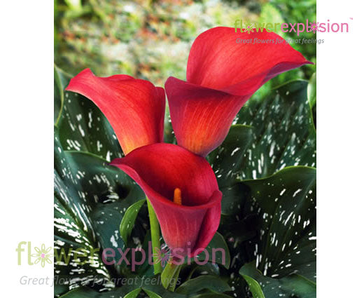 Mini Calla Rumba Red Mini Calla Lilies – Flower Explosion