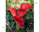 Aranal Red Mini Calla