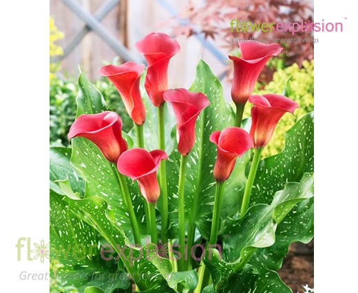 Mini Calla Rumba Red Mini Calla Lilies – Flower Explosion
