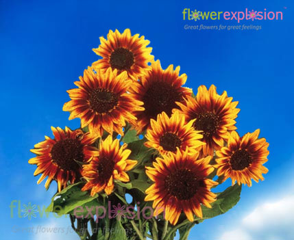 Mini Ring of Fire Sunflowers